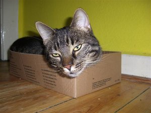 CIMG0261 (Klein).JPG