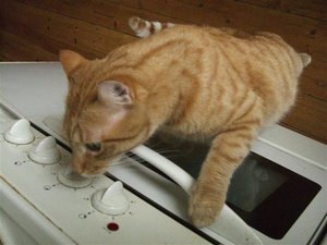 CIMG0255 (Klein).JPG