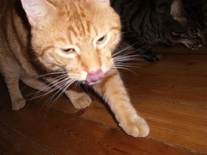 CIMG0251 (Klein).JPG