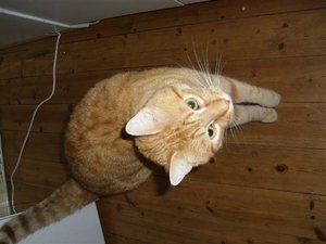 CIMG0249 (Klein).JPG