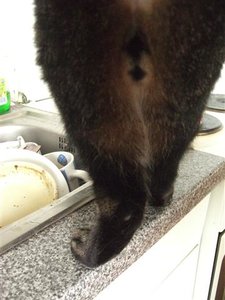 CIMG0272 (Klein).JPG