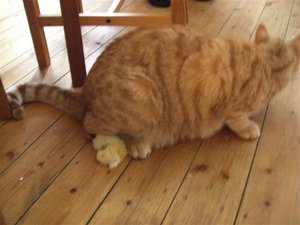 CIMG0262 (Klein).JPG