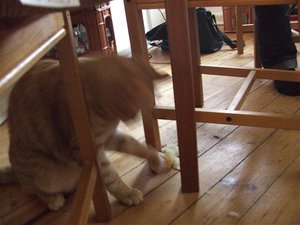 CIMG0261 (2) (Klein).JPG