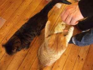 CIMG0256 (2) (Klein).JPG