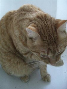 CIMG0253 (Klein).JPG