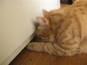 CIMG0256 (Klein).JPG