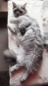 Chico-Azula und Mobigruppe 005.jpg