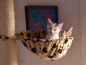 in der Hängematte (1).jpg