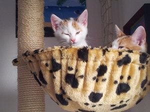 in der Hängematte (2).jpg