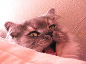 Chico & Azula Okt.2012 113.JPG