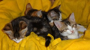 KATZENBABIES 009.jpg