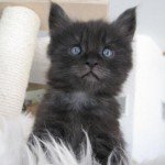 Montekikis - Fussel.jpg