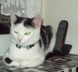 fundkatze Breiteng.-kl.08.10.12.jpg