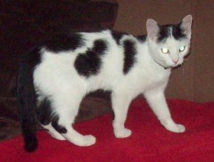 fundkatze Breiteng.-kl.jpg