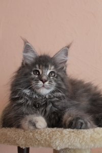 Lara Croft 10 Wochen (10).JPG