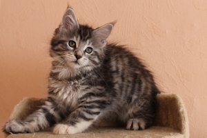 Calypso 9 Wochen (3).JPG