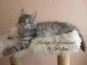 Boston 14 Wochen (8).JPG