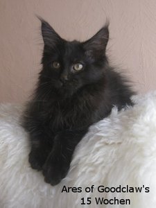 Ares 15 Wochen (3).JPG