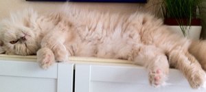 Ich schlafe - vielleicht....jpg