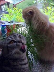 Katzengras.....jpg