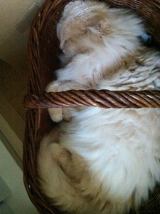 Süßer als ich... geht nicht.....jpg