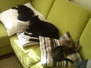 Mia, Karlo und Paul.JPG