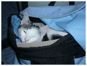 Teddy blaue Tasche.jpg