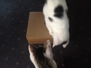 attachment (100).jpg