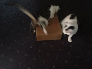 attachment (102).jpg