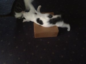 attachment (104).jpg