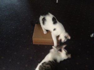 attachment (106).jpg