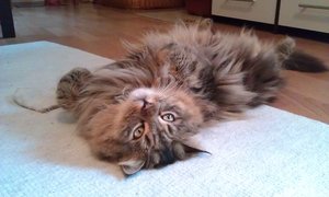 2012-11-01 08.53.07.jpg