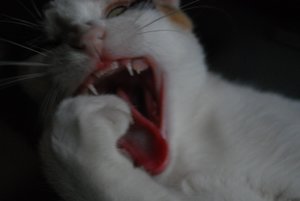 Kopie von DSC_0285.JPG