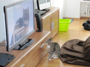 Lucky beim Fernsehen kucken 004.jpg