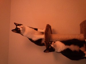 minka und figaro.JPG