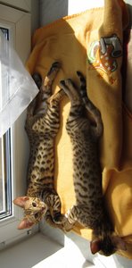 2012-10-03 13.40.58 Sunny + Joey.jpg