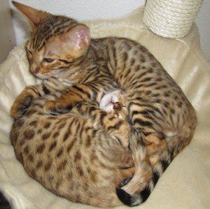 2012-09-29 10.31.10 Sunny + Joey.jpg