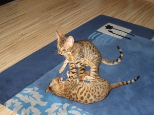 2012-09-30 17.51.04 Sunny + Joey.jpg