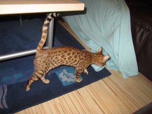 2012-11-15 20.25.58 Sunny + Joey.jpg