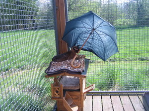 Catsitting und unsere Mäuse 009.jpg