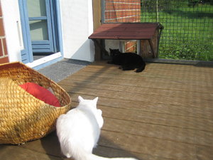 Sonnenschein wird genossen 004.jpg