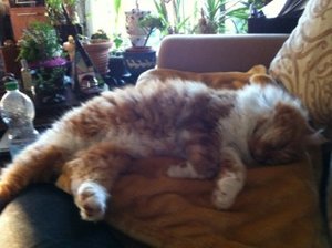 ImageUploadedByTapatalk HD1353795006.811661.jpg