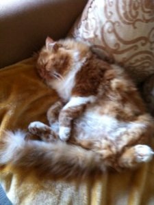 ImageUploadedByTapatalk HD1353795080.292010.jpg