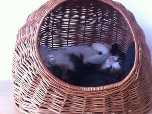 sheila schlafend.jpg