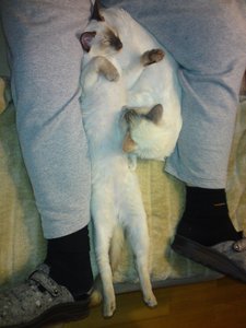 Knöpfchen und Mümmel 020.jpg