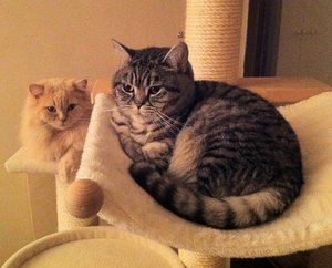 Lucky und Daisy (2).JPEG