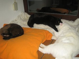 Stinkeverhau-kissenset 002.jpg