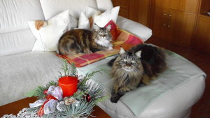 weihnachtskatzen.JPG