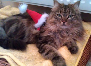 nikolauskatze.jpg