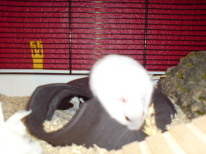 Handybilder 2 010.JPG